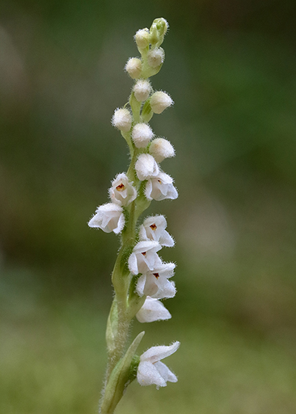 Goodyera repens